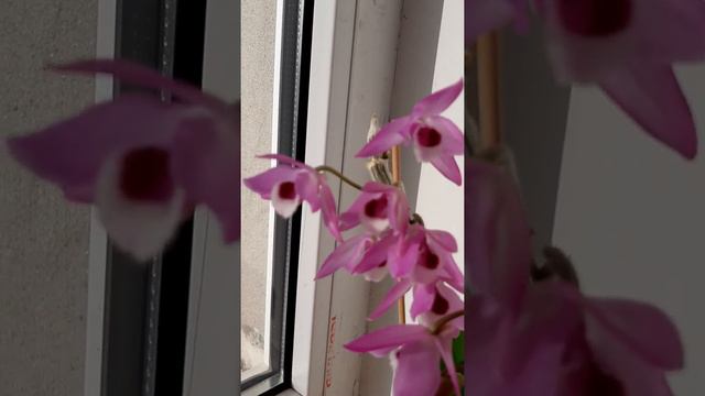 Мой прекрасный Dendrobium Parishii цветёт и пахнет у меня дома. смотреть онлайн