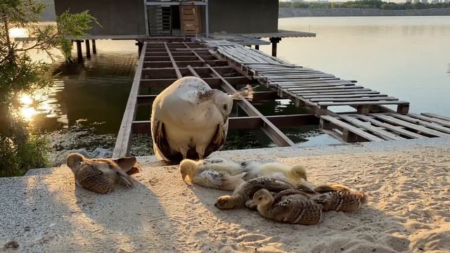 Птенцы павлина / Baby peacocks смотреть онлайн