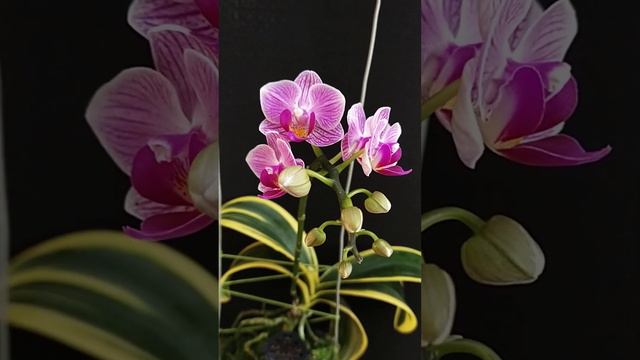 Phalaenopsis Sogo Vivien variegata #orchid #anggrek смотреть онлайн