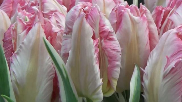 Tulip "Silver Parrot" - Rosy Pink and White Ruffled - DutchGrown.com смотреть онлайн