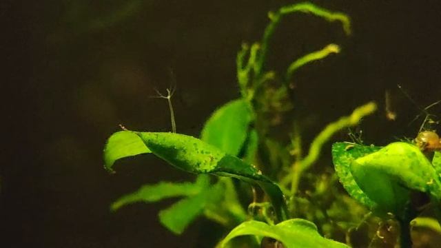 Hydra vulgaris (zoetwaterpoliep) смотреть онлайн