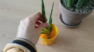 Сансевиерия цилиндрическая |  Цилиндрика