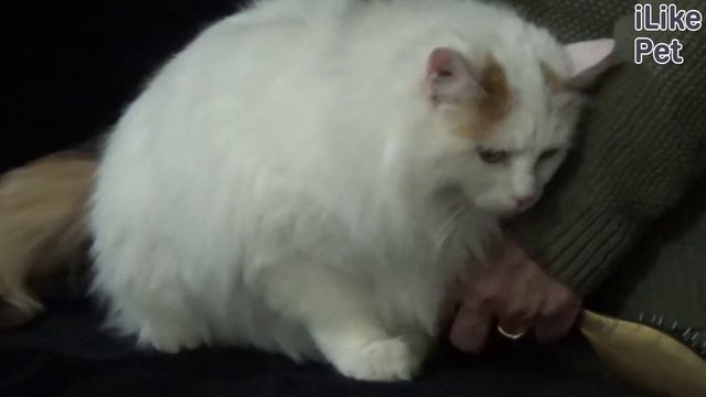 5 признаков кошачьей любви на ilikepet смотреть онлайн