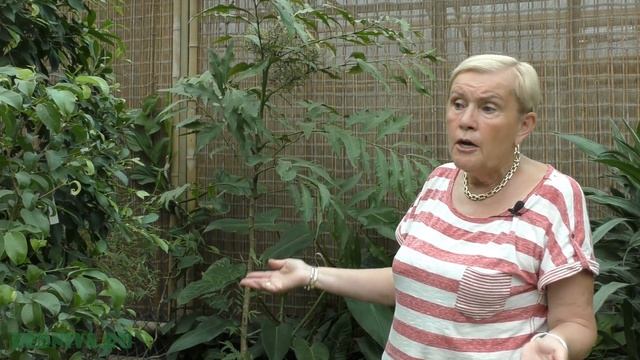 Полисциас (лат. Polyscias)