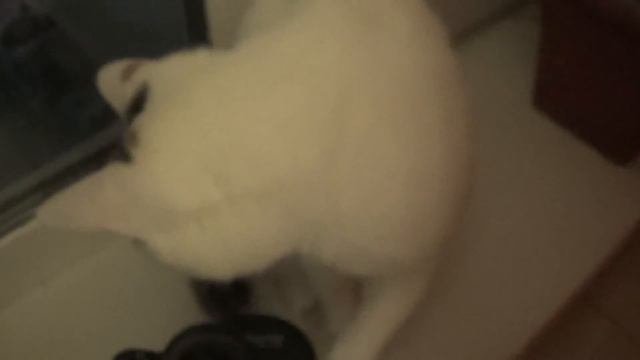 полная луна в бинокль/ старый новый год смотреть онлайн