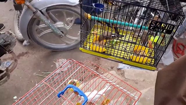 Lalukhet Sunday birds market Updates January 17 2021 смотреть онлайн