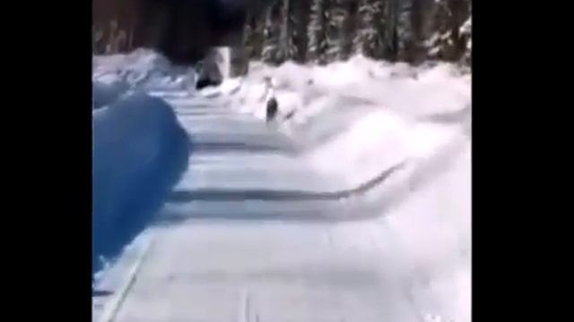 Дикий кабан атакуют на человека смотреть онлайн