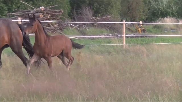 Hengstfohlen von Rubin Royal/Samba Hit II 2018 смотреть онлайн