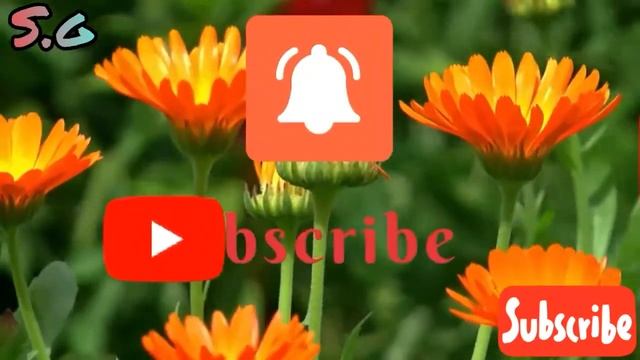 Stapelia gigantea succulent plants propagation смотреть онлайн