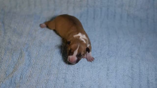 Миниатюрный бультерьер. Первый день жизни щенка смотреть онлайн