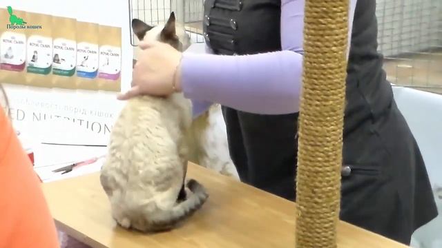 ? Красавчик Корниш Рекс ? ДРУГ Который не даст Вам ЗАСКУЧАТЬ | ПОРОДЫ КОШЕК смотреть онлайн