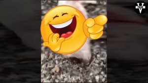 Лучшие приколы на охоте. Охота на зайца и кабана. Полный выпуск