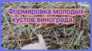 Как формировать молодой куст винограда.