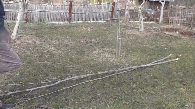 Заготовка весенней КОРЫ молодой ОСИНЫ . смотреть онлайн