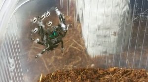 Новый террариум для королевского паука скакуна!