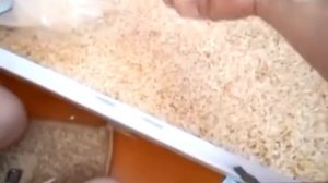 Обустройство клетки для морской свинки