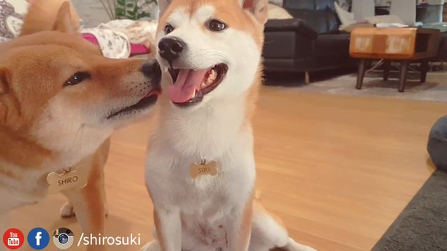 He mlem i n f i n i t e l i - MLIP / Ep 199 / Shiba Inu puppies смотреть онлайн