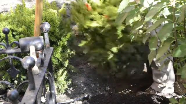 Construction of a Summer Entryway Garden | Wisteria & Rose смотреть онлайн