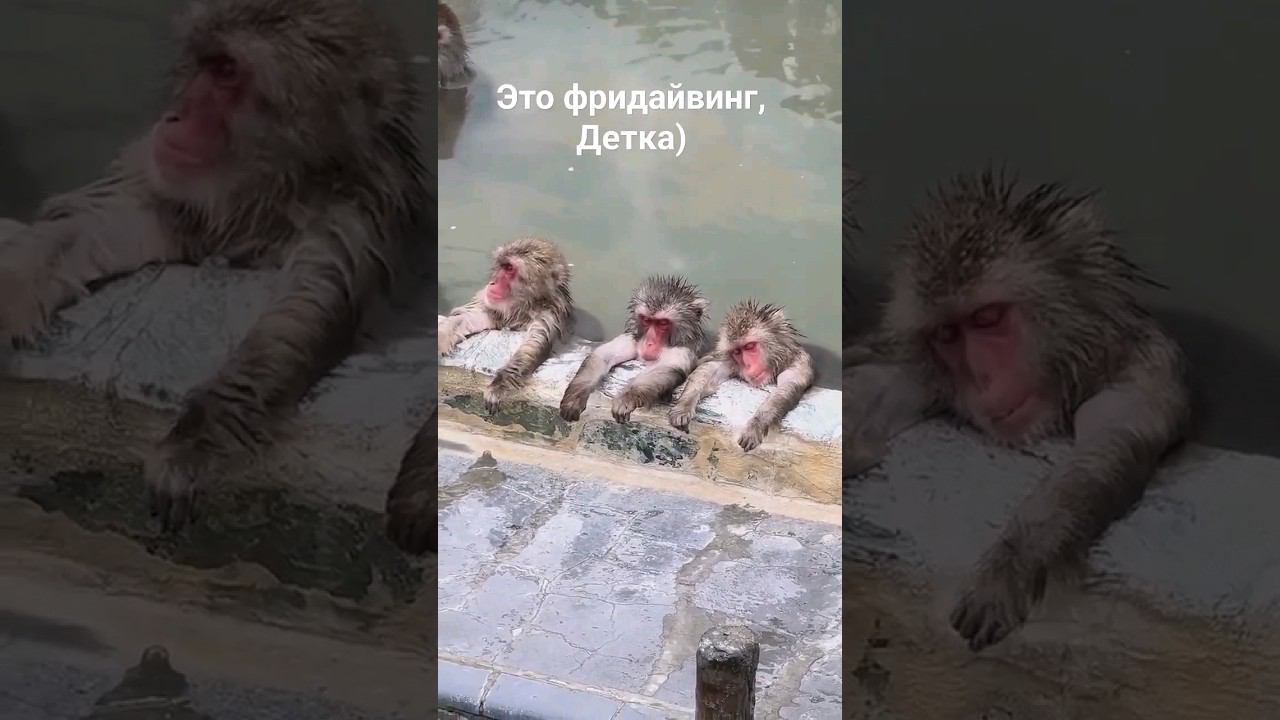 Типичная тренировка по фридайвингу) смотреть онлайн