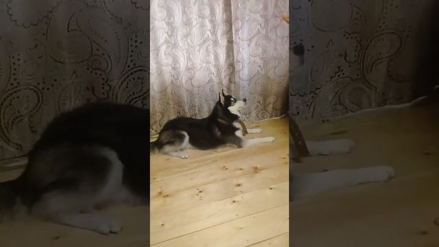 Самая умная собака.Дрессировка ХАСКИ . Хаски выполняет команды / huski obeys commands смотреть онлайн