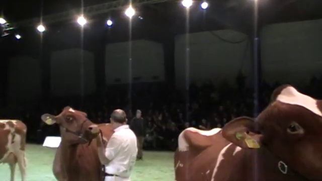 Swiss Expo 2010 - Schöneuter Red-Holstein - Meilleure mamelle смотреть онлайн