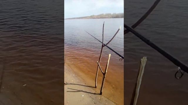 Первый фидер в этом году смотреть онлайн