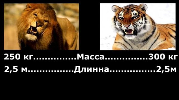 Лев против Тигра, кто сильнее?