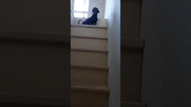 Такса, смешно спускается по лестнице. смотреть онлайн