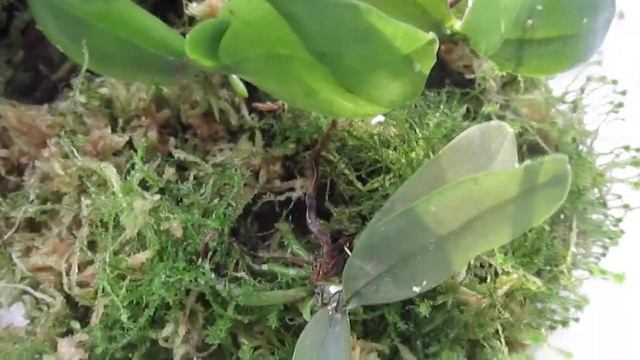 Детка орхидеи с СЮРПРИЗОМ смотреть онлайн