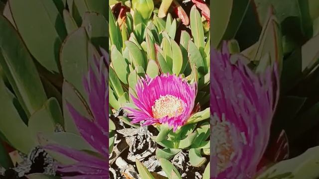 #Carpobrotus смотреть онлайн