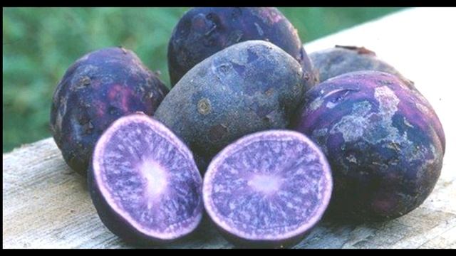 Фиолетовый картофель. Лучшие сорта. Стоит ли выращивать?! Плюсы и описание сортов. Витамины C и E. смотреть онлайн