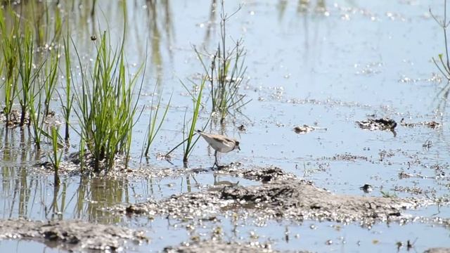 Малый зуёк Charadrius dubius смотреть онлайн