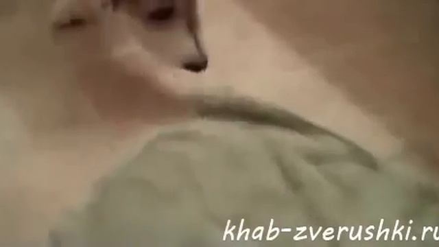 Умней собаки не найти смотреть онлайн