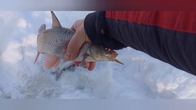 Язь зимой на микроречке! смотреть онлайн