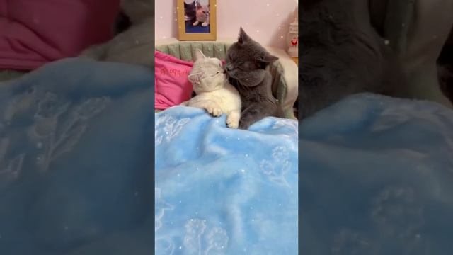 КОШАЧЬЕ СВЕДАНИЕ I ПРИКОЛЫ КОРОТКИЕ ВИДОСЫ #14 смотреть онлайн