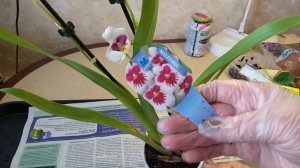 Орхидея мильтония по уценке, корневая подгнила - срочно пересаживаю