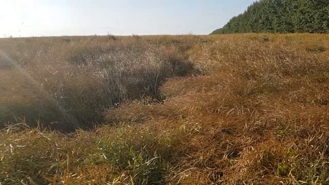 Рапс Николая Долгова из Цильнинских Алгашей смотреть онлайн