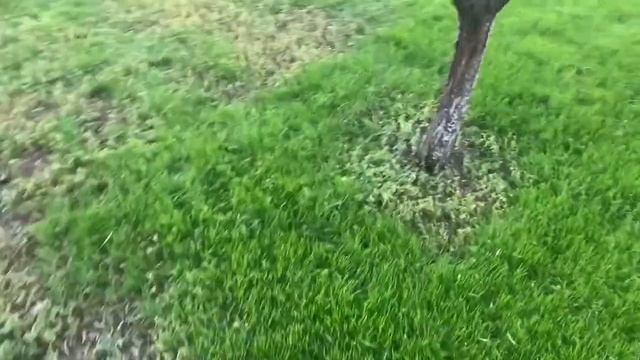 Наш первый газон. Райграс или овсяница? Первый опыт, что вышло. / Жизнь в селе Казахстана. смотреть онлайн