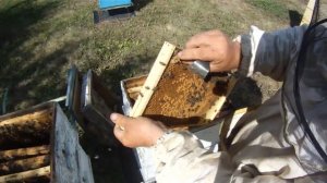 Как узнать из какой семьи вышел рой. Рой 30 06 2019