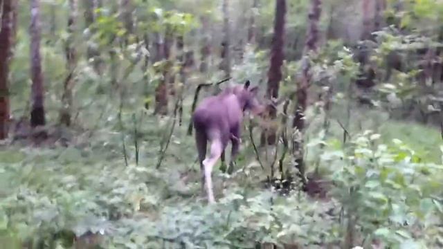 Лось ест дерево смотреть онлайн