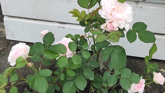 Роза Морден Блаш (Morden blush rose) смотреть онлайн