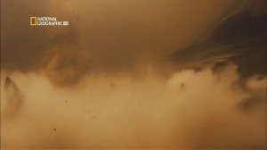 Самые опасные животные Амазонии