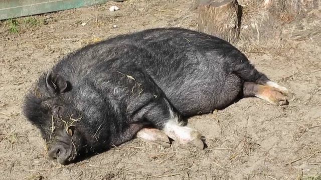 Вьетнамская вислобрюхая свинья. смотреть онлайн