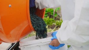 Укладка покрытия из резиновой крошки на даче в качестве дорожек