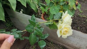 Роза плетистая ЭЛЬФ, моё новое приобретение .