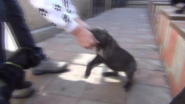 Деррек в гостях у своих щенков #canecorso #dogs #канекорсо #дог #щенок #щенки смотреть онлайн