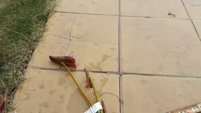 Нимфея Black Princess, пример размера корневища нимфей, который мы высылаем! смотреть онлайн