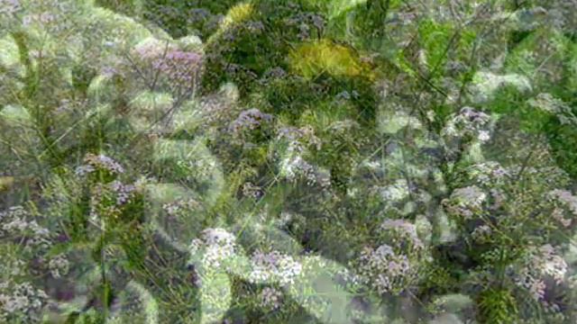 ЛЕТО, ДУДУК, СКРИПКА....wmv смотреть онлайн
