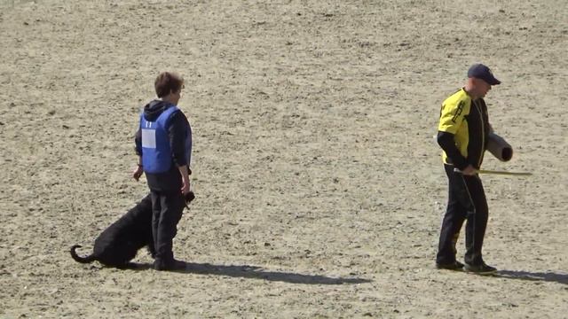 2023 IGP CACT Russia 65 Елена Чернова и Ольда (Ризеншнауцер) С86 смотреть онлайн