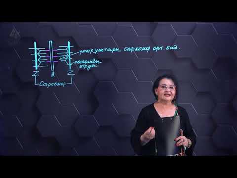 Актинге байланысты қаңқа бұлшықеттерінің типтері. 2 бөлім. 10 сынып. смотреть онлайн